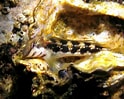 Résultat d’image pour "lipophrys Adriaticus". Taille: 124 x 99. Source: www.naturamediterraneo.com