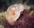 Image result for "geitodoris Planata". Size: 118 x 99. Source: www.flickr.com