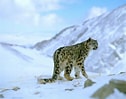 Résultat d’image pour Snow Leopard in Mountains. Taille: 126 x 99. Source: www.wwf.org.uk