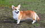 Image result for Welsh Corgi Cardigan. Size: 159 x 99. Source: www.thesprucepets.com