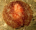 Image result for "geitodoris Planata". Size: 118 x 99. Source: www.marlin.ac.uk