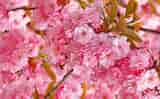 Cherry Blossom ਲਈ ਪ੍ਰਤੀਬਿੰਬ ਨਤੀਜਾ. ਆਕਾਰ: 160 x 99. ਸਰੋਤ: www.setaswall.com