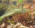 Image result for "aplysia Punctata". Size: 126 x 99. Source: www.marlin.ac.uk