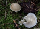 Image result for Botercollybia. Size: 138 x 99. Source: www.focusgroningen.nl