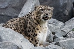 Résultat d’image pour Snow Leopard in Mountains. Taille: 148 x 99. Source: www.istockphoto.com