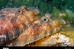 Afbeeldingsresultaten voor "zeugopterus Punctatus". Grootte: 148 x 99. Bron: www.alamy.com