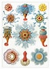 Siphonophora-க்கான படிம முடிவு. அளவு: 72 x 99. மூலம்: pixels.com