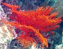 Image result for Fire corals. Size: 126 x 99. Source: epadigestive.weebly.com
