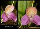 Image result for "parundella Caudata". Size: 138 x 99. Source: www.orchid-nord.com