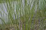 Image result for "spadella Japonica". Size: 150 x 99. Source: www.whatgrowsthere.com