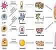 dental pulp stem cell markers ಗಾಗಿ ಇಮೇಜ್ ಫಲಿತಾಂಶ. ಗಾತ್ರ: 112 x 99. ಮೂಲ: peerj.com