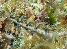 Afbeeldingsresultaten voor "pomatoschistus Pictus". Grootte: 135 x 99. Bron: reeflifesurvey.com