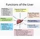 How To Reduce Fat In Liver and Pancreas