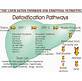 Metabolic Detoxification In The Liver