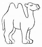 Camelos Cammelli Camellos Cartonionline sketch template