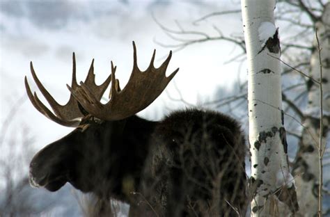 moose facts antlers