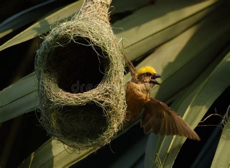 weaver bird making nest  chicks stock photo image  cllored flightnready