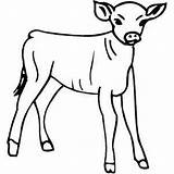 Calf sketch template