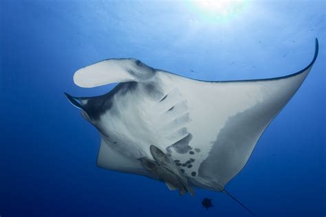 manta rays microplastics understanding  beauty  vulnerability