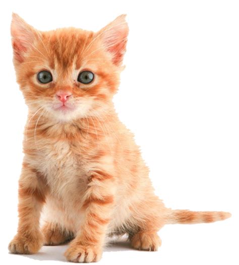 gambar kucing oren selfie  nama  kucing comel lucu  unik