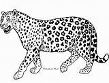 Cheetah Coloring Pages Realistic Getcolorings Printable sketch template