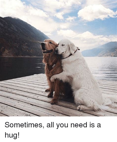 🔥 25 Best Memes About Sometimes All You Need Is A Hug Sometimes All