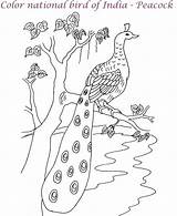 Peacock Coloring Pages Kids Printable Bird Drawing Peacocks Realistic Print Birds Worksheets Worksheet Color Crafts Animal Sheets Studyvillage Step Easy sketch template