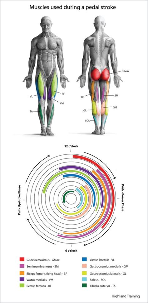 leg muscles diagram workout   complete reference  covers