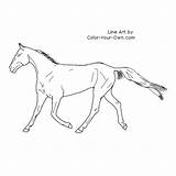 Akhal Horse Teke Coloring Trotting Mare Pages Index Own Color sketch template