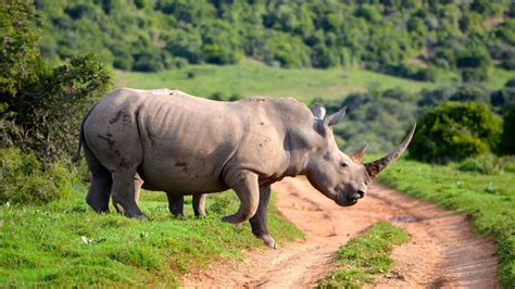 rhino facts animals time