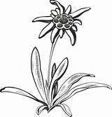 Edelweiss Flower Silhouette Tattoo Symbol Vector Outline Illustration Alpinism Clip Leontopodium Drawing Illustrations Leaves Logo Similar Clipartmag sketch template