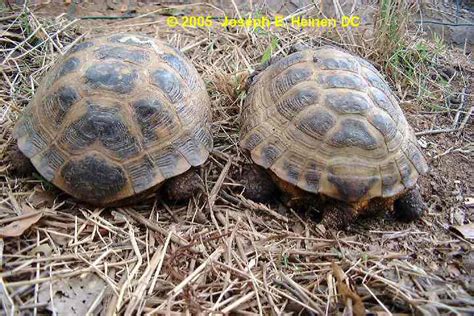 Russian Tortoise Male And Female Comparison
