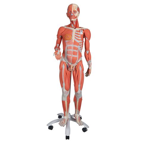 3 4 Life Size Dual Sex Muscle Model On A Metal Stand With 5 Casters 45