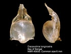 Afbeeldingsresultaten voor "diacavolinia Aspina". Grootte: 140 x 106. Bron: www.marinespecies.org
