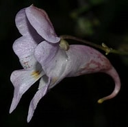 Afbeeldingsresultaten voor "lucicutia Bicornuta". Grootte: 187 x 185. Bron: sites.google.com