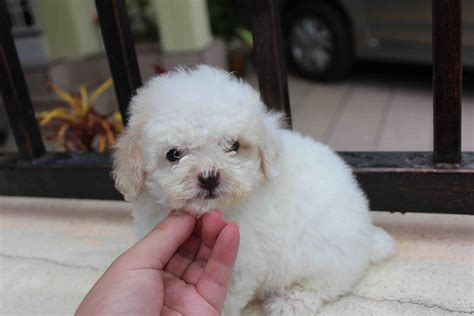 lovelypuppy  white toy poodle puppy
