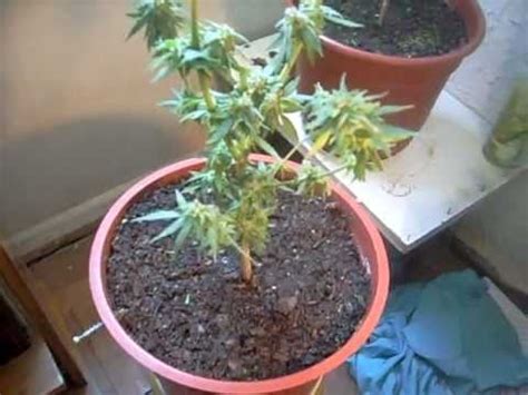 mini plant cannabis youtube