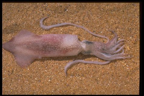 squid  australian museum