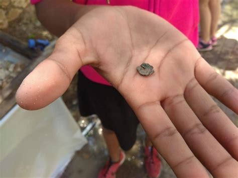 rare jewish coins discovered  temple mount project