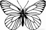 Schmetterling Malvorlage Ausmalbilder sketch template