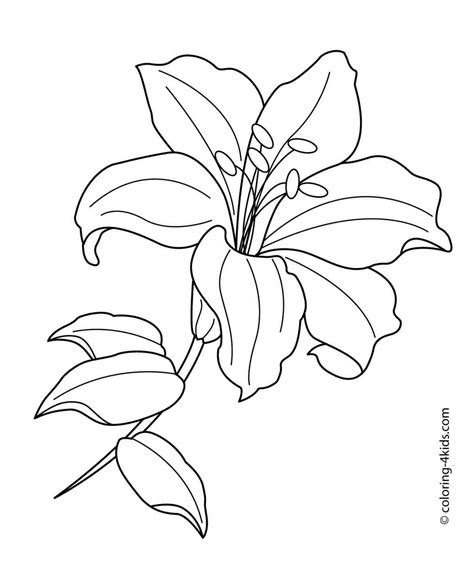 white lily flower drawing  getdrawings
