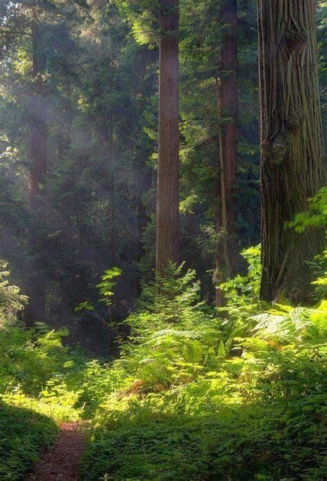 pin  lori   wald spaziergang forest photography beautiful