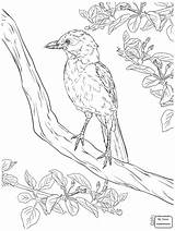 Coloring Jay Realistic Pages Blue Bird Scrub Florida Birds Drawing Printable Kids Getdrawings Supercoloring Template sketch template
