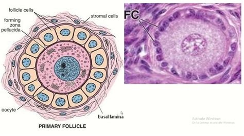 primary ovarian follicles explored youtube