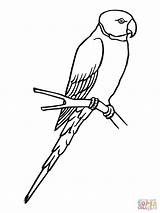 Parrot Coloring Parakeet Sketch Pages Bird Periquito Para Colorear Color Birds Clipart Printable sketch template