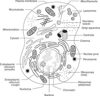 basic  biology cell structure