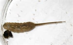rat tailed maggot from man made pond eristalis bugguide