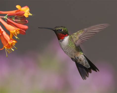 study finds hummingbirds migrate earlier  spokesman review
