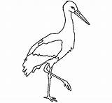 Cicogna Cegonha Colorare Stork Bocian Cigogne Guanay Disegni Kolorowanka Aves sketch template