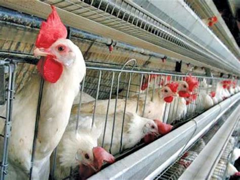 poultry sector demands tax relief  inputs   prices  daily